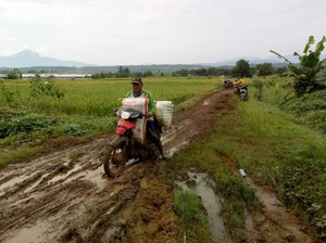Geliat Petani Indramayu Panen Padi & Jagung di Tengah Pandemi Corona