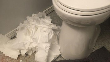 Tisu toilet terakhir diacak-acak si kucing (Boredpanda)