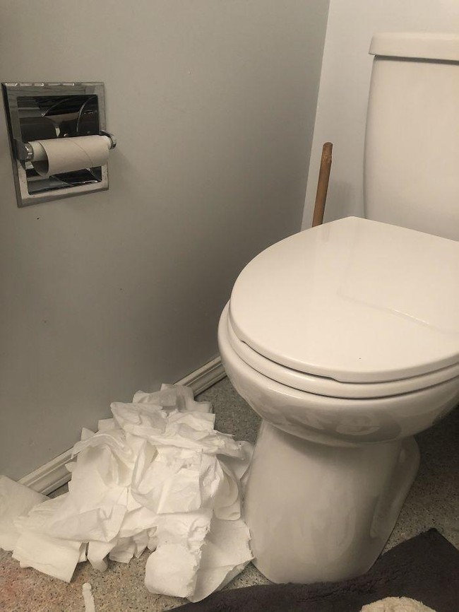 Lockdown dan karantina membuat orang-orang di negara Eropa dan Amerika berburu tisu toilet. Tisu toilet pun jadi barang langka. Sialnya, pemilik foto ini hanya bisa pasrah saat kucingnya bermain-main dengan tisu toilet. (Foto: Dok. Bored Panda)