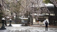 Indahnya pemandangan bunga Sakura yang bermekaran di sejumlah wilayah di Jepang tersebut menjadi hiburan tersendiri bagi warga Jepang yang kini tengah berjibaku melawan penyebaran virus Corona. AP Photo/Jae C. Hong.