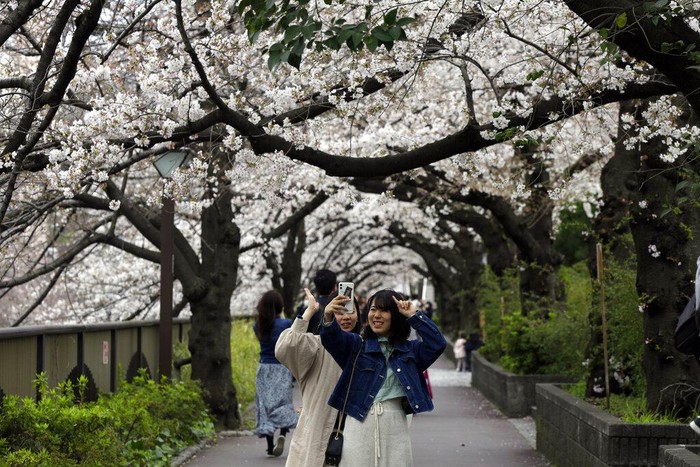 Bunga Sakura bermekaran di kawasan Jepang. Pemandangan bunga Sakura yang bermekaran itu tampak menawan di tengah wabah Corona yang melanda Jepang dan dunia.