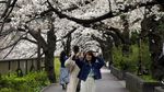 Cantiknya Bunga Sakura Bermekaran di Tengah Wabah Corona