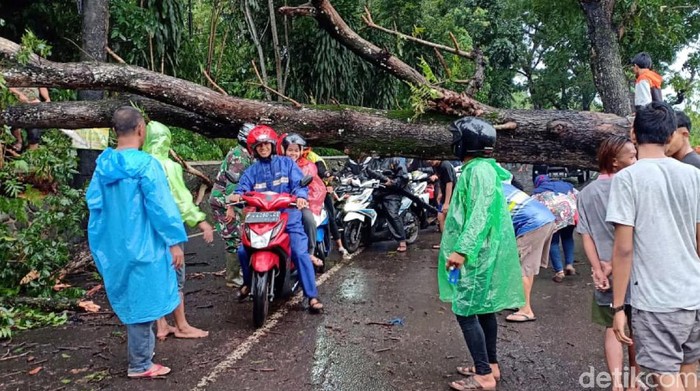 Pohon tumbang di Sukabumi
