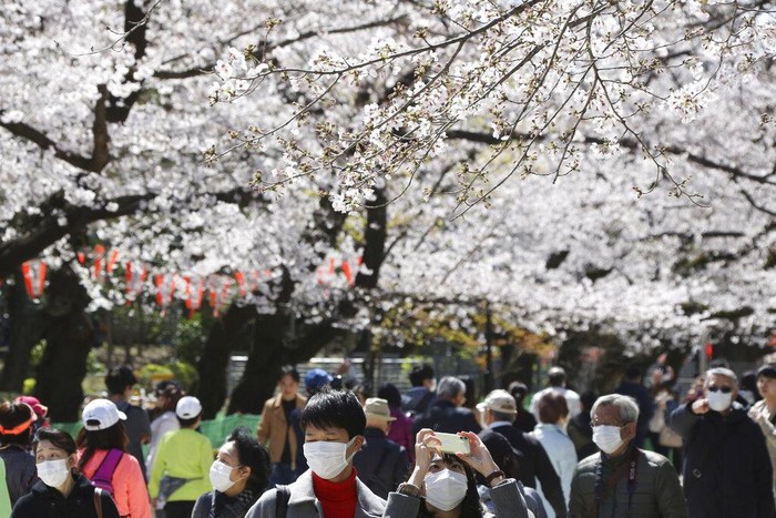 Bunga Sakura bermekaran di kawasan Jepang. Pemandangan bunga Sakura yang bermekaran itu tampak menawan di tengah wabah Corona yang melanda Jepang dan dunia.
