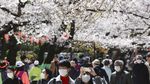 Cantiknya Bunga Sakura Bermekaran di Tengah Wabah Corona