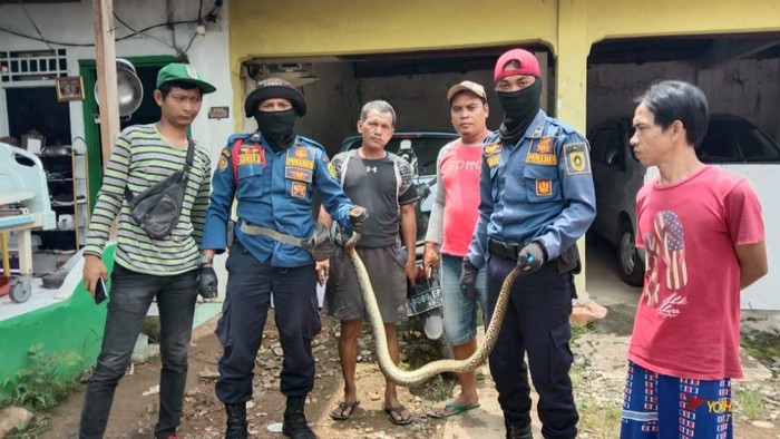 Petugas pemadam kebakaran (damkar) mengevakuasi seekor ular sanca di dalam rumah warga di Bojonggede, Kabupaten Bogor (dok. Istimewa)