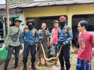 Damkar Evakuasi Sanca yang Ngumpet di Kolong Kasur Warga Bojonggede