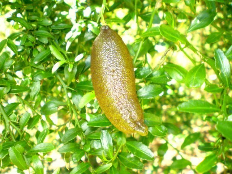 Finger Lime, Jeruk Caviar Langka Seharga Rp 4,8 Juta per Kg