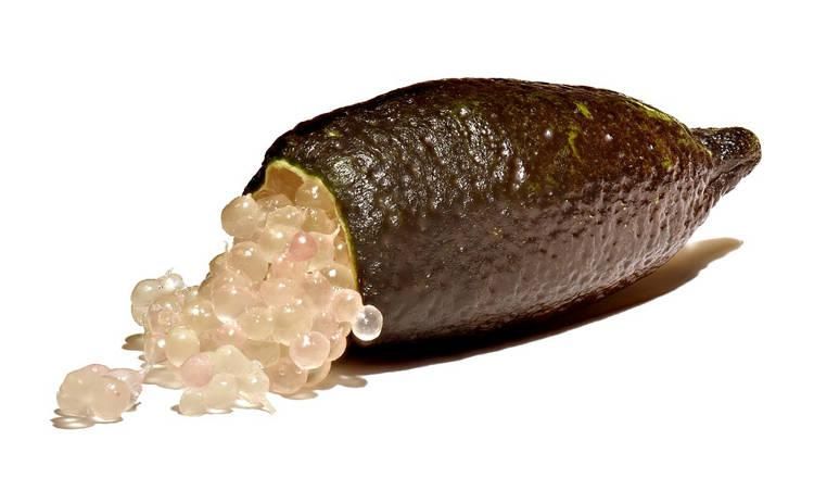 Finger Lime, Jeruk Caviar Langka Seharga Rp 4,8 Juta per Kg