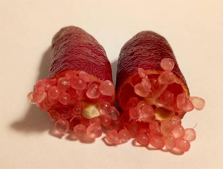 Finger Lime, Jeruk Caviar Langka Seharga Rp 4,8 Juta per Kg