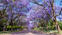 Ini adalah satu-satunya negara yang memiliki tiga ibu kota. Unik dan tiap kota dirancang untuk berbagi kekuasaan bagi seluruh wilayah. Pretoria dan Bloemfontein adalah kota kantor cabang pemerintahan. Pretoria dikenal dengan bunga-bunga jacaranda yang muncul setiap bulan September (Foto: CNN)