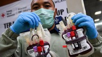 Petugas menunjukkan darah dari pendonor sukarela di Unit Tranfusi Darah (UTD) Palang Merah Indonesia (PMI) DKI Jakarta, Jalan Kramat Raya, Jakarta, Selasa (31/3/2020).