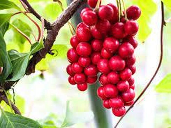 Omija