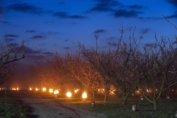 Musim salju mengancam perkebunan apricot warga di Hungaria. Agar pohon apricot mereka tidak membeku, warga menyalakan ratusan lilin di bawah pohon-pohon tersebut. Seperti ini.