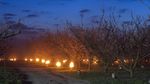 Ratusan Lilin Jaga Pohon Apricot dari Serangan Salju