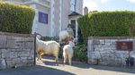Kambing-kambing Kuasai Jalan di Kota Wales Inggris