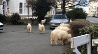 Kambing-kambing ini biasanya berkeliaran di tanjung yang menjorok ke laut Irlandia. (Andrew Stuart/Twitter)