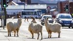Kambing-kambing Kuasai Jalan di Kota Wales Inggris