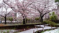 Walau sekarang sudah masuk musim semi, tapi akhir bulan Maret lalu salju sempat turun dan menyelimuti Tokyo. Keberadaan salju yang identik dengan warna putih itu juga menyelimuti bunga sakura sekaligus menahan warga Tokyo di rumah dan dari virus corona.