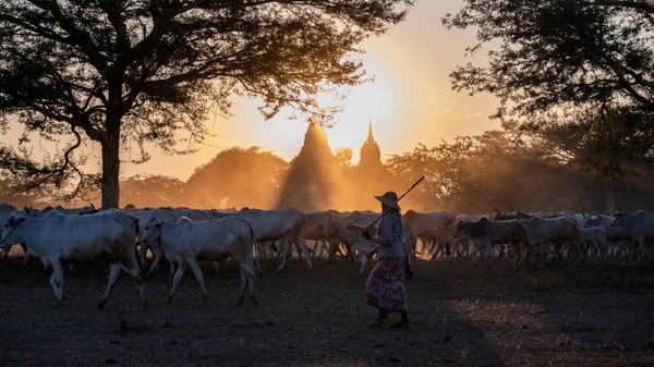 Seseorang sedang menggembala kawanan sapi ketika matahari terbenam di balik pegunungan di Bagan. Ini salah satu situs arkeologi terbesar di dunia, di wilayah Mandalay, Myanmar (Shwe Paw Mya Tin/NurPhoto/Getty Images/CNN)