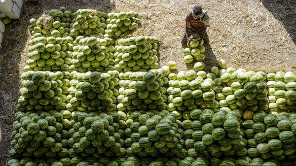 Seorang pekerja menumpuk semangka menjelang pelelangan di pasar buah grosir Gaddiannaram, Hyderabad, India (Noah Seelam/AFP/Getty Images/CNN)