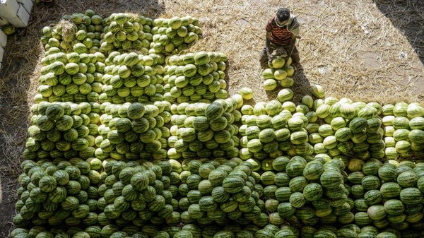 Seorang pekerja menumpuk semangka menjelang pelelangan di pasar buah grosir Gaddiannaram, Hyderabad, India (Noah Seelam/AFP/Getty Images/CNN) Seorang pekerja menumpuk semangka menjelang pelelangan di pasar buah grosir Gaddiannaram, Hyderabad, India (Noah Seelam/AFP/Getty Images/CNN)