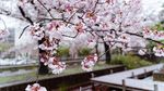 Potret Bunga Sakura yang Bersalju di Tokyo