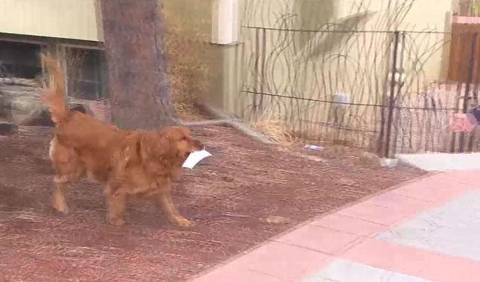 Anjing Ini Antarkan Makanan Untuk Tetangga yang Sedang Sakit