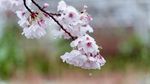 Potret Bunga Sakura yang Bersalju di Tokyo