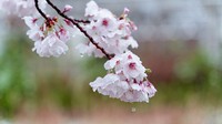Potret bunga sakura dari jarak dekat yang basah akibat terkena salju. (dok VCG)