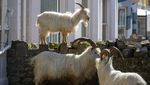 Kambing-kambing Kuasai Jalan di Kota Wales Inggris