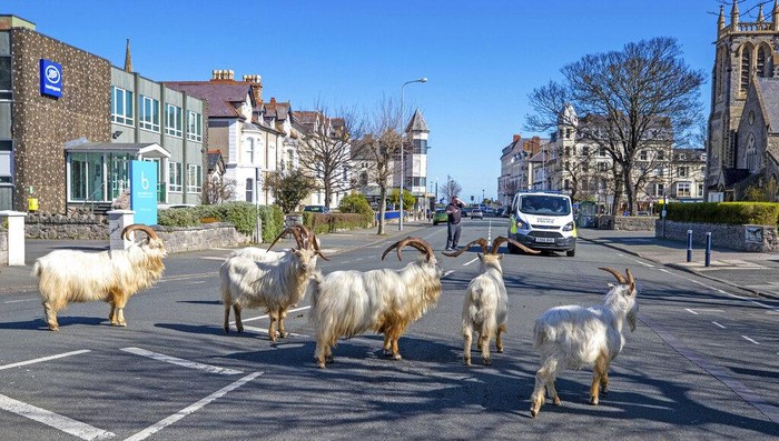 Kambing-kambing Kuasai Jalan di Kota Wales Inggris Wabah Corona merebak, Kota Wales, Inggris diberlakukan lockdown dampaknya
kambing-kabing menguasai jalan kota.