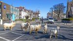 Kambing-kambing Kuasai Jalan di Kota Wales Inggris