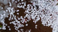 Akibat salju, tak sedikit kelopak bunga sakura yang jatuh ke lantai. Hal itu juga disertai dengan sejumlah genangan air.(dok VCG)
