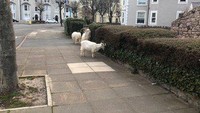 Datangnya kambing-kambing membuat penduduk tidak merasa keberatan, walaupun pagar tanaman penduduk pun rusak karena hewan-hewan ini. (Andrew Stuart/twitter) 