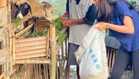Foto ini bukan menampilkan gaya makan Soraya tapi gaya saat Soraya memberi makan kambing. Ya, kambing di kandang ini beruntung karena disuapi oleh wanita cantik. Foto: instagram @sorayarasyid