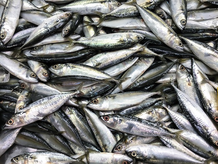 ikan
