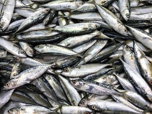 Lestarikan Spesies Lokal, KKP Kembangkan Bank Gen Ikan