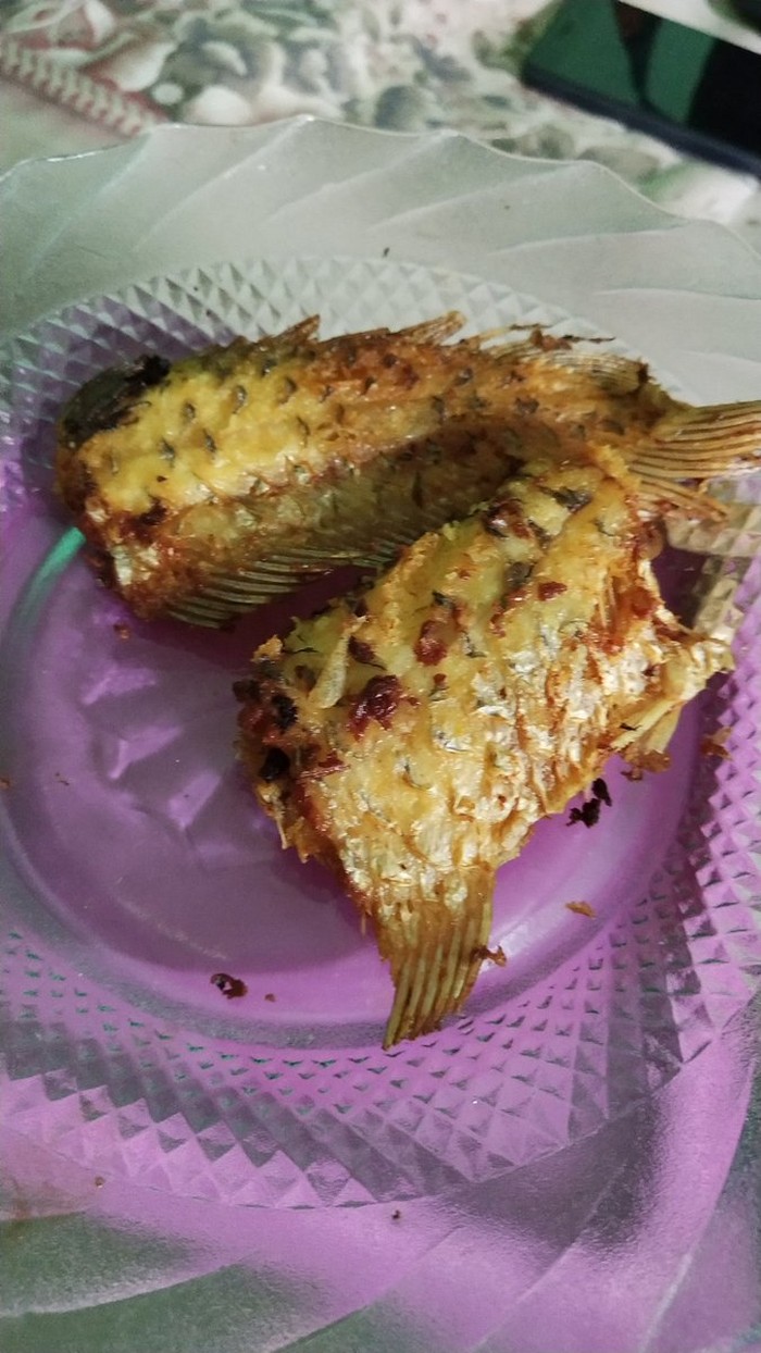 makan ikan hias