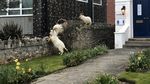 Foto: Kambing-Kambing yang Main ke Rumah Warga di Tengah Pandemi