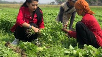 Selain makan, Soraya juga tak sungkan terjun ke sawah untuk membantu. Seperti aksi saat panen sayuran ini. Aksinya panen sayuran dilakukan dengan santai. Foto: instagram @sorayarasyid