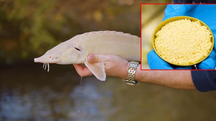 Almas Caviar