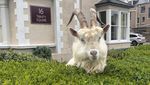 Foto: Kambing-Kambing yang Main ke Rumah Warga di Tengah Pandemi