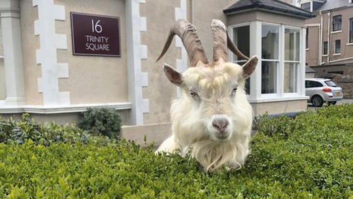 Kambing Berkeliaran di Jalan Kambing Berkeliaran di Jalan