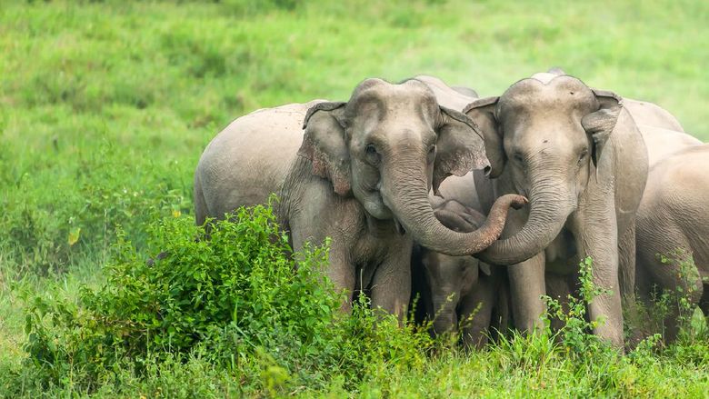 Gajah Thailand A herd of Asian Elephants are protectively a newborn elephant calf in the plain of Kui Buri National Park, Prachuap Khiri Khan, Thailand.