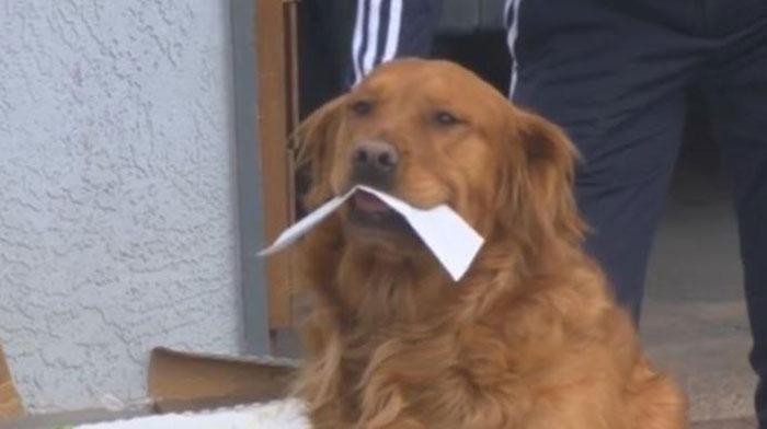 Anjing Kirim Makanan