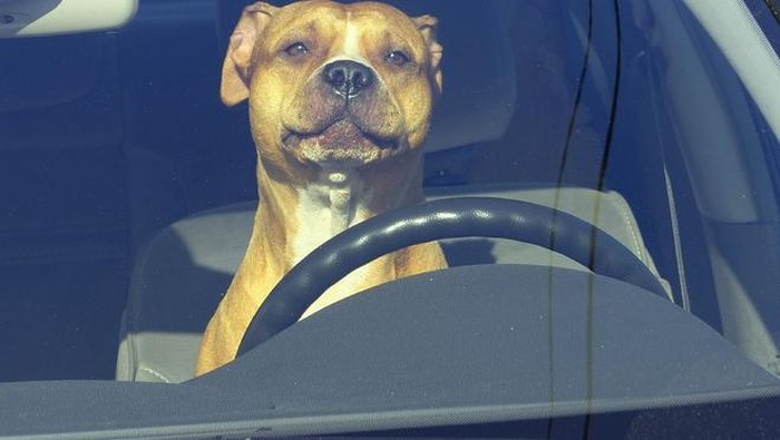 Ilustrasi anjing menyetir