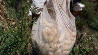 Warga desa di negara bagian Guerrero harus hidup di bawah tekanan. Bahkan untuk memaen jagung saja mereka harus menyandang senjata. (Alexandre Meneghini/Reuters)