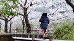 Potret Bunga Sakura yang Bersalju di Tokyo
