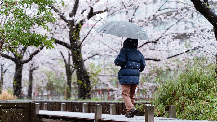 Bunga Sakura yang ditutupi salju.